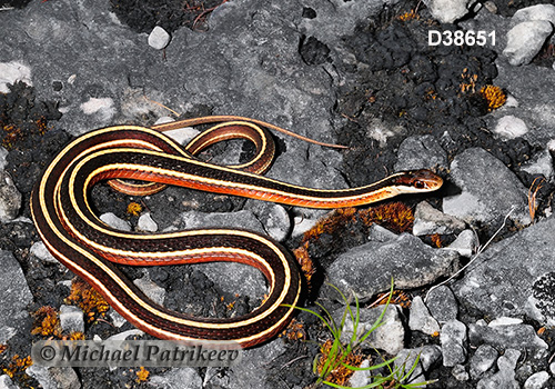 Northern Ribbon Snake (Thamnophis sauritus septentrionalis)